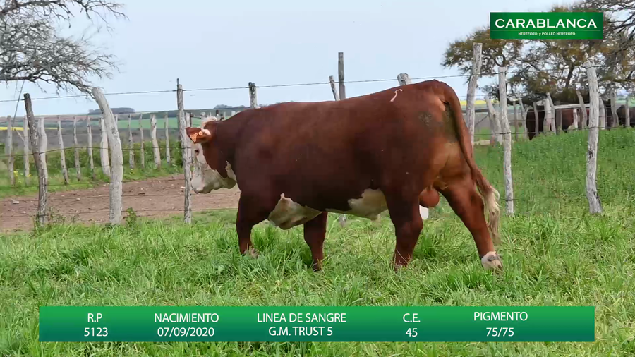 Lote Carablanca