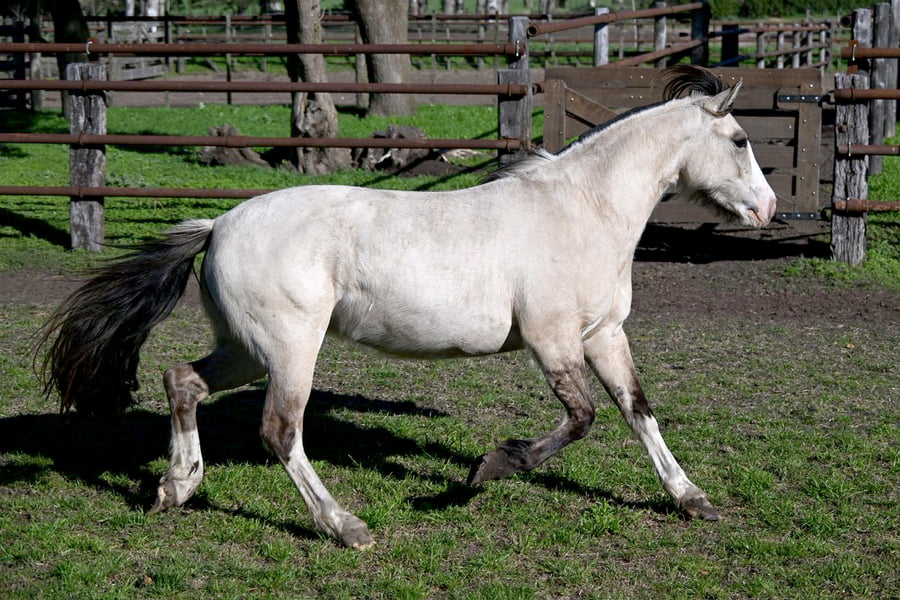 Lote LA BRAVA VICTORIA