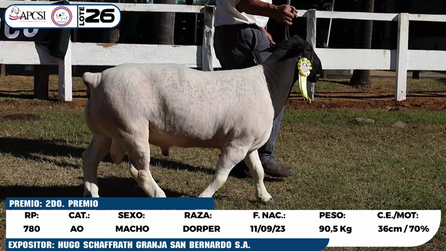 Lote LOTE 26