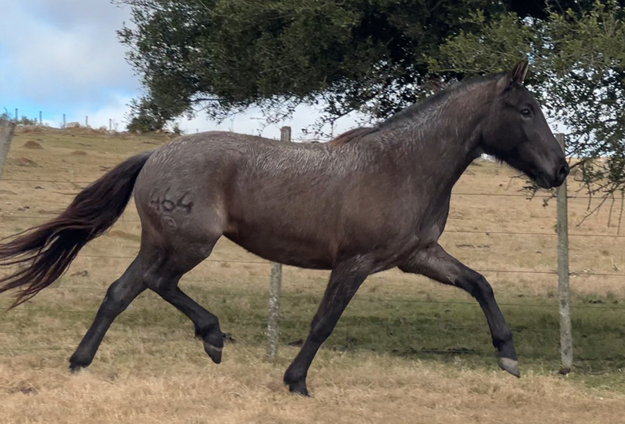 Lote CELESTE EL TACUARAL