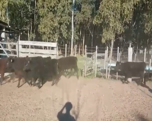 Lote (Vendido)53 Terneras AA a remate en 1º Remate Virtual 129kg -  en SAN GRGORIO