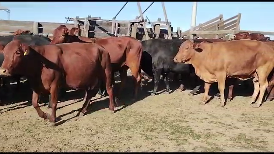 Lote 52 Vacas de invernar en Quimilí, Santiago del Estero