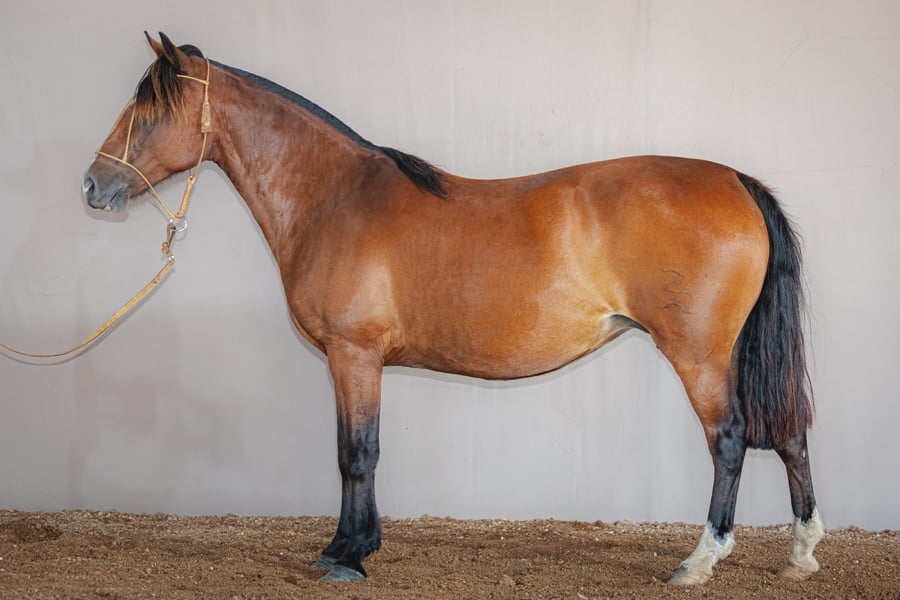 Lote Jaguatirica La Higuera - Cabaña La Higuera