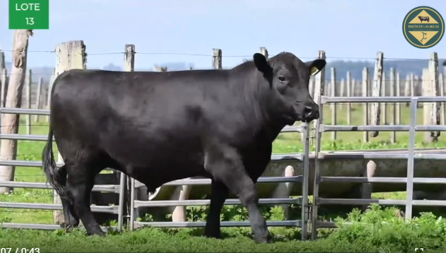 Lote TOROS RP 2731 2781 2809