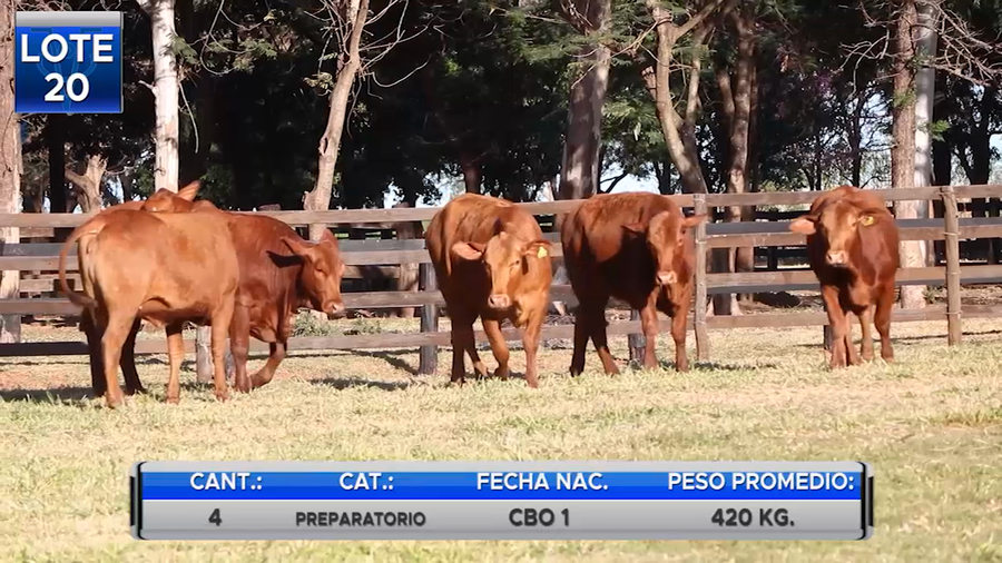 Lote VAQUILLAS BRANGUS PREÑADAS  -LOTE 20
