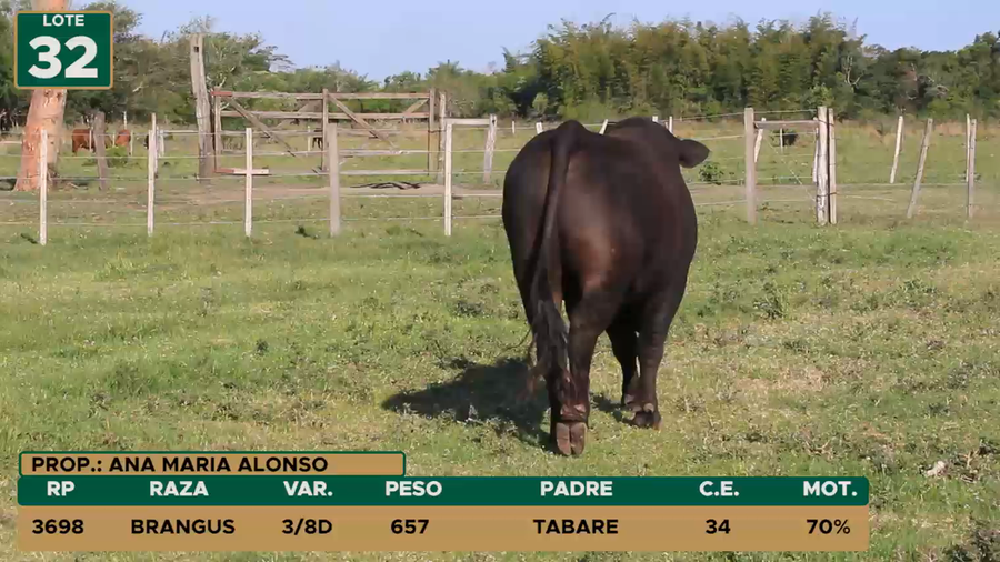 Lote TOROS LOTE 32