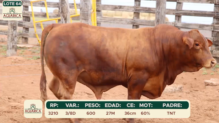 Lote LOTE 64