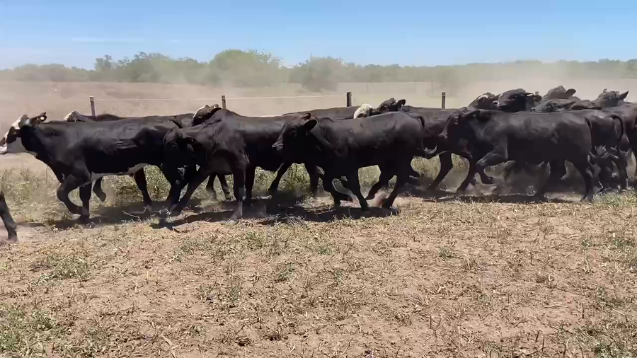 Lote 85 Novillitos en Ibarreta, Formosa