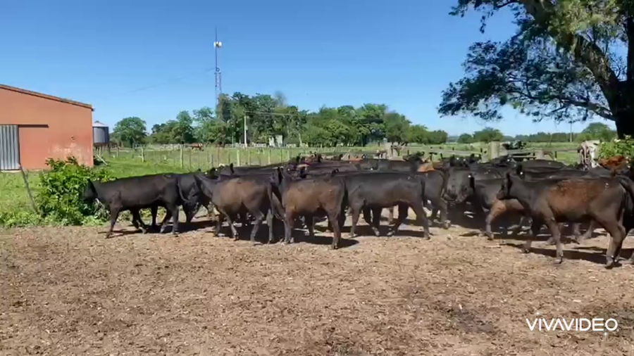 Lote 50 Terneras en Brandsen, Buenos Aires