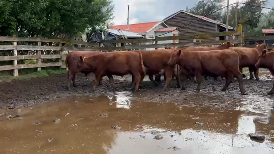 Lote 50 Novillo Engorda en XI Región Aysén, Coyhaique