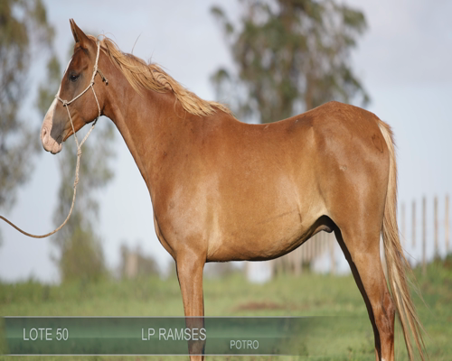 Lote RAMSES LP
