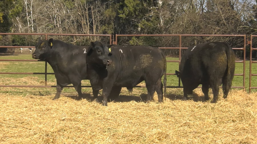 Lote TOROS PUROS DE PEDIGREE
