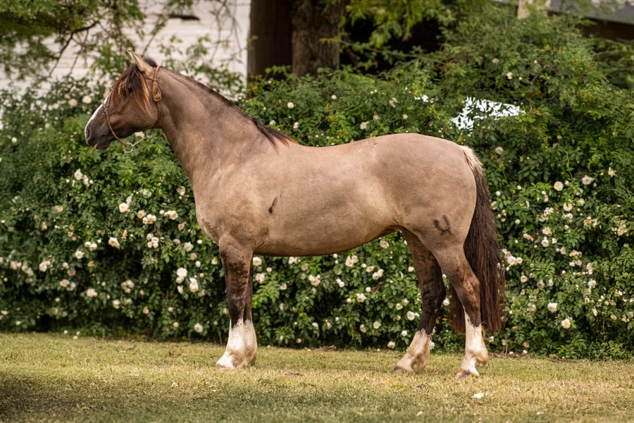 Lote PORÁ HIERBA MALA