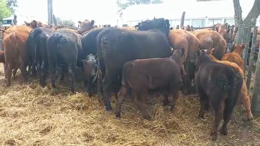 Lote "Corral 182 Vaq. AA Con Cria Generales ""Pescado Castigado"""