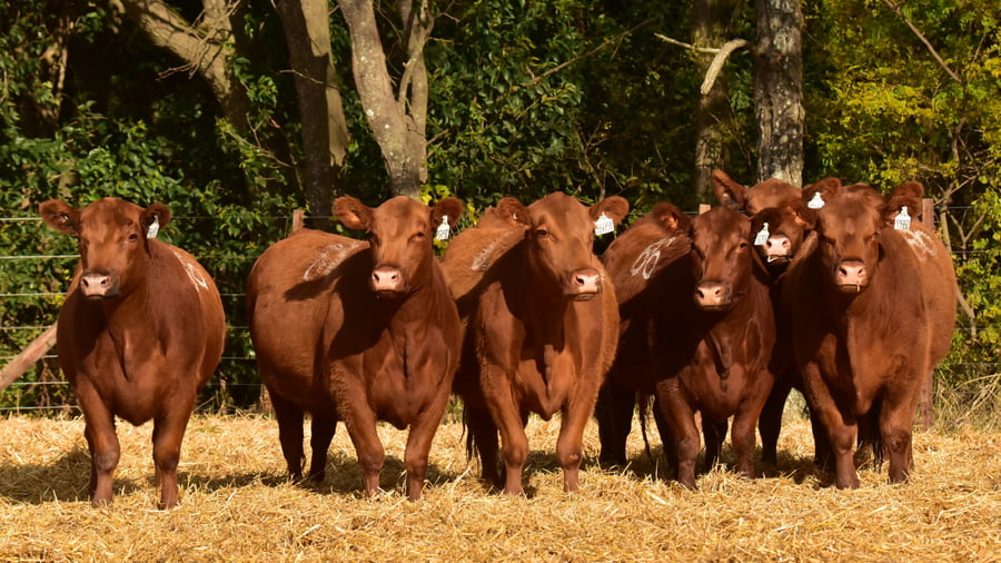 Lote VACAS ANGUS 2° SERV
