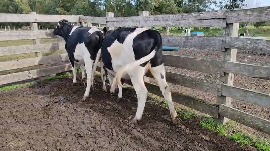 Lote 2 Vaquillonas  a remate en Pantalla Camy 450kg - , San José