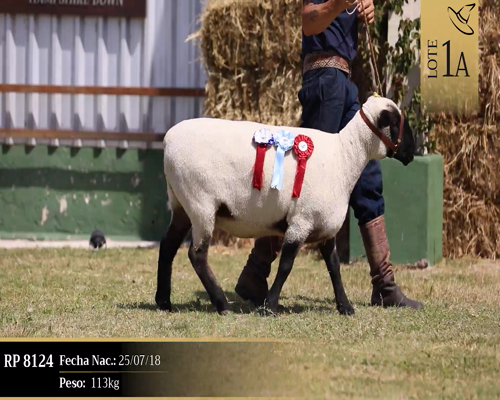 Lote Borregas a remate en Cabaña Las Brujas, San José