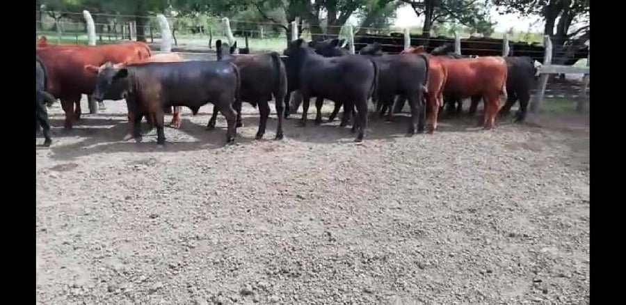 Lote 20 Terneros en Villaguay, Entre Ríos