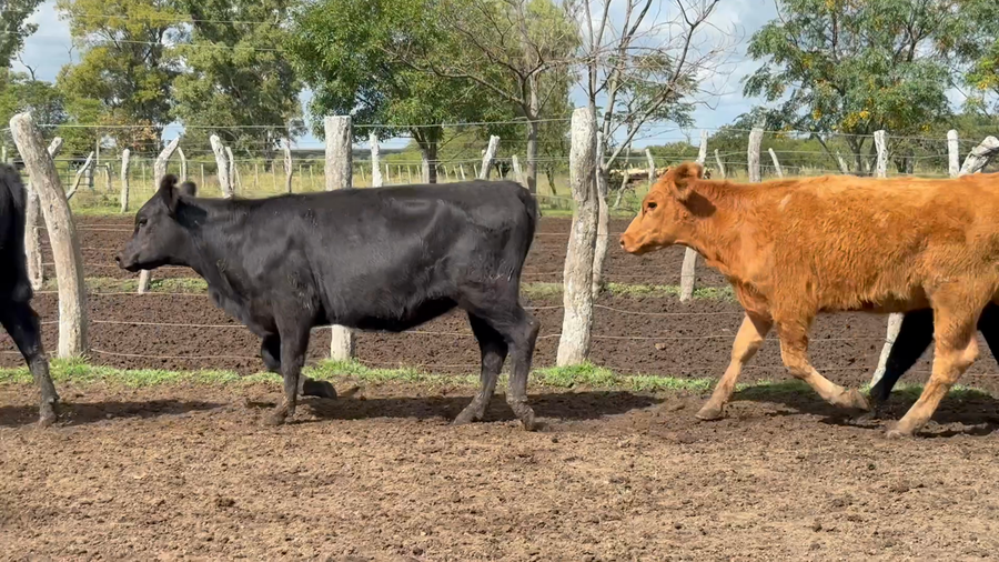 Lote 60 Terneras en Corrientes, Curuzú-Cuatiá