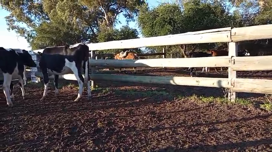 Lote 4 Vaquillonas  Holando a remate en Pantalla Camy 400kg - , Paysandú