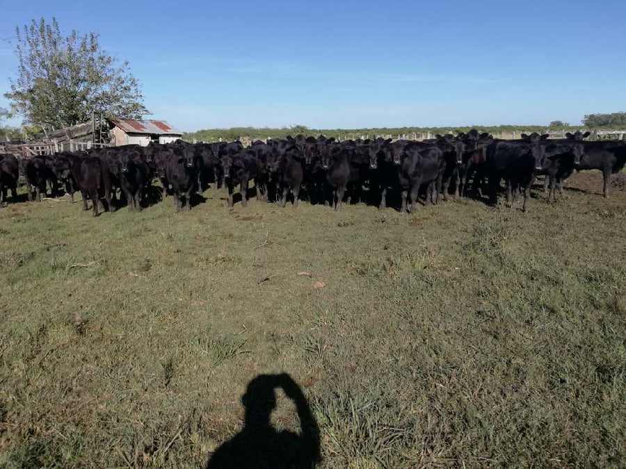 Lote 60 Terneros/as en Concordia, Entre Ríos