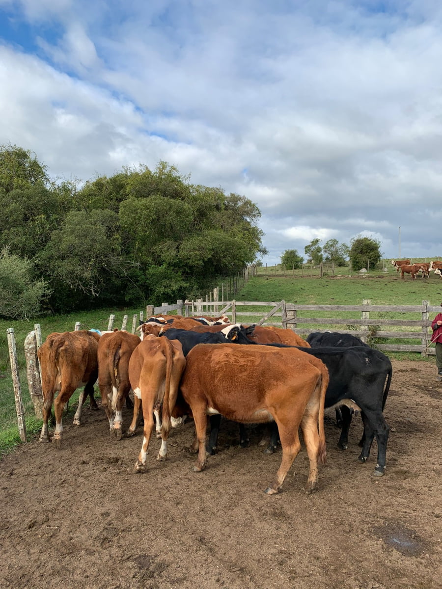 Lote vacas de invernar