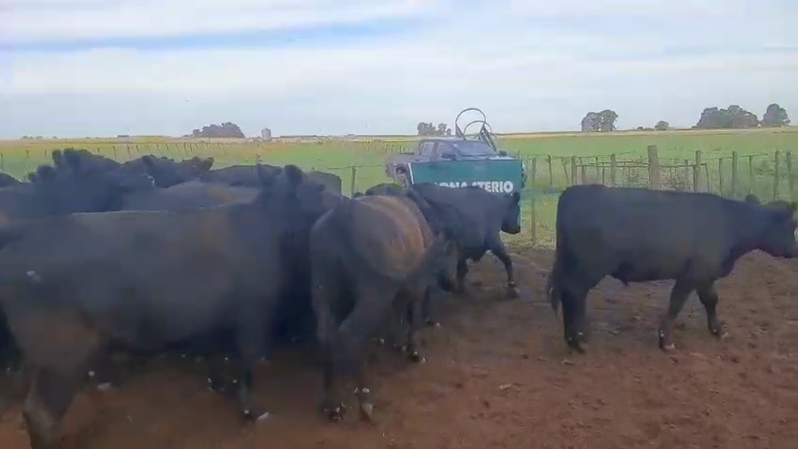 Lote 30 Novillitos PELLEGRINI