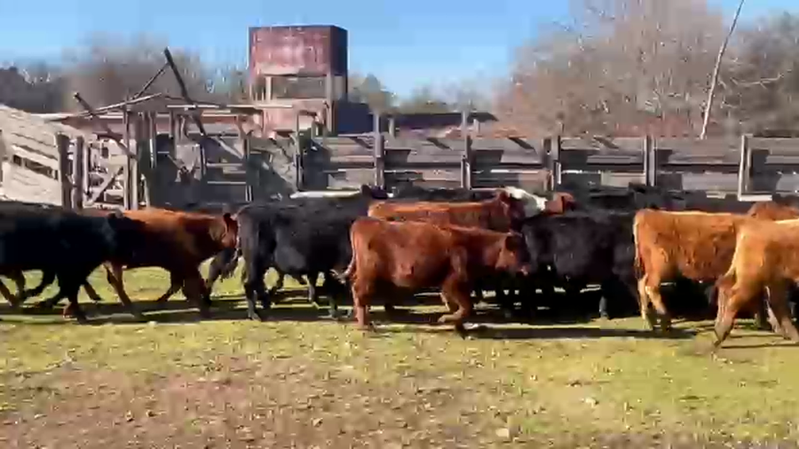 Lote 35 Terneros