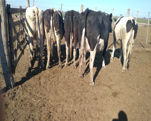 Lote VAQUILLONAS PREÑADAS