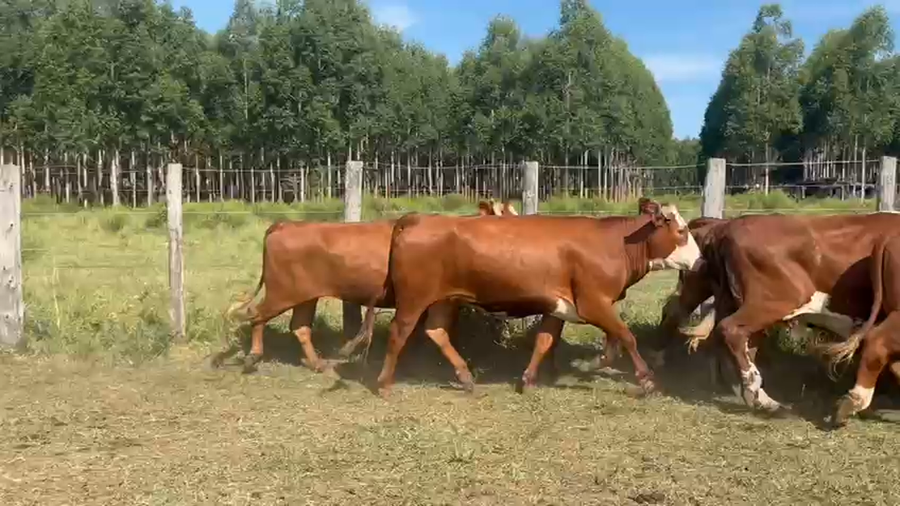 Lote 50 Vacas Manufactura en Corrientes, Curuzu Cuatia