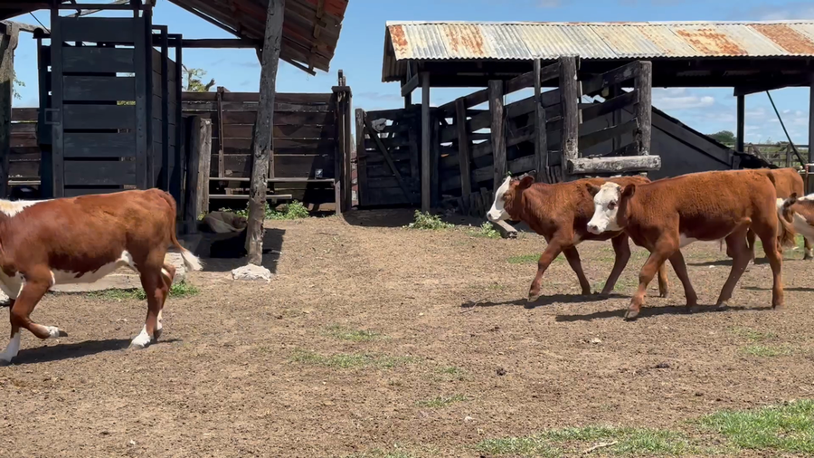 Lote 49 Terneros/as en Corrientes, Perugorría