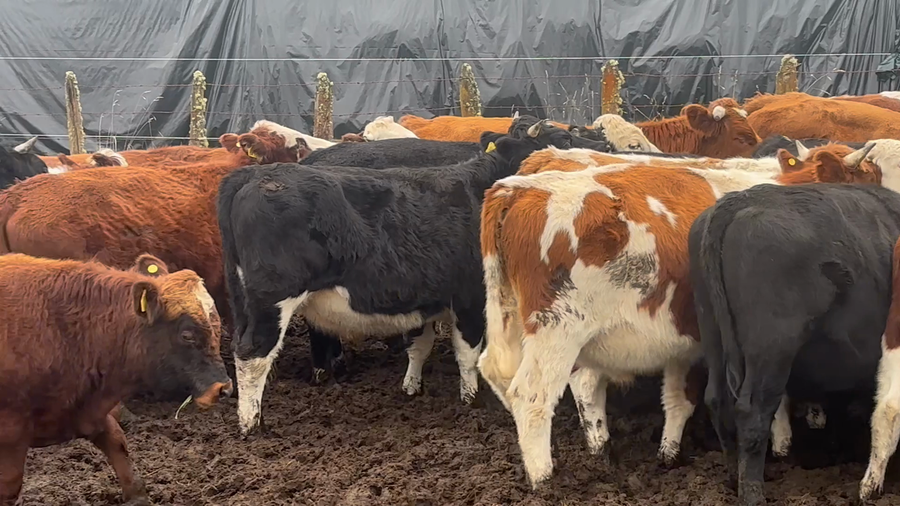 Lote 64 Novillo Engorda en Puyehue, X Región Los Lagos