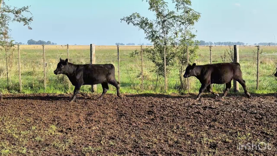Lote 60 Terneras