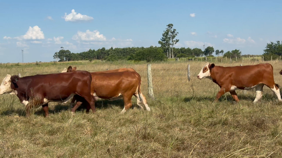 Lote 66 Vaquillonas en Corrientes, Curuzú-Cuatiá