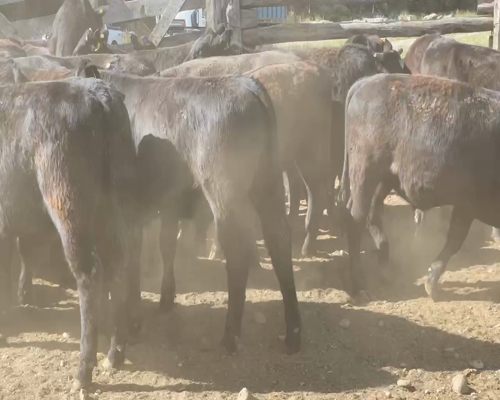 Lote 65 Novillo Engorda en Coyhaique, XI Región Aysén