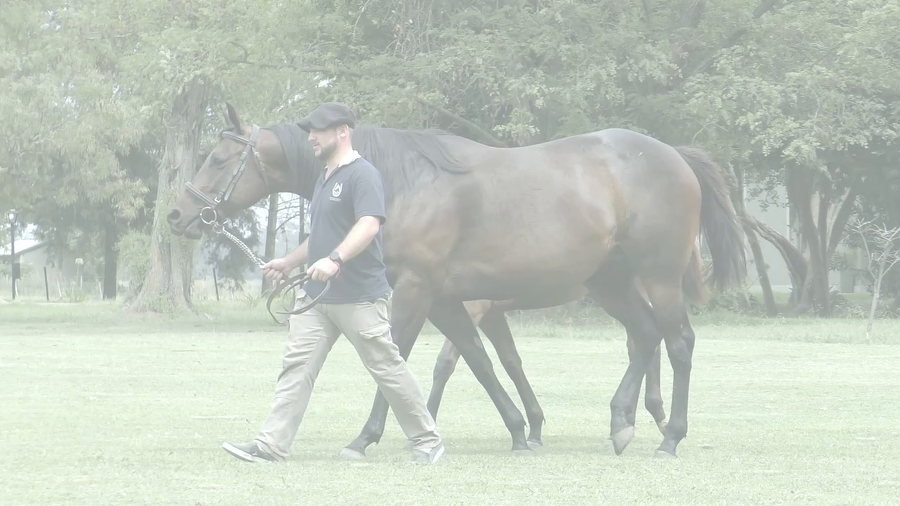 Lote LINDA CANCION (IN THE DARK - LIBERITA)  Con cría al pie por LONG ISLAND SOUND. Preñez por STORM EMBRUJADO