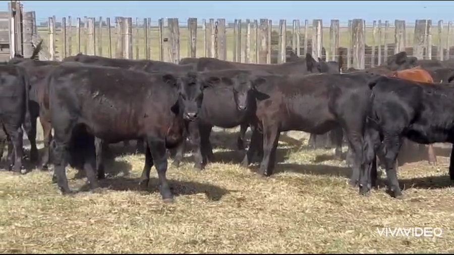 Lote 160 Terneras en A. Gonzales Chaves, Buenos Aires