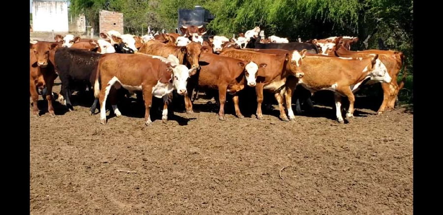 Lote 56 Terneros/as en Villaguay, Entre Ríos