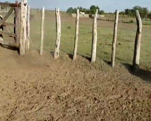 Lote 50 Terneros en Villaguay, Entre Ríos