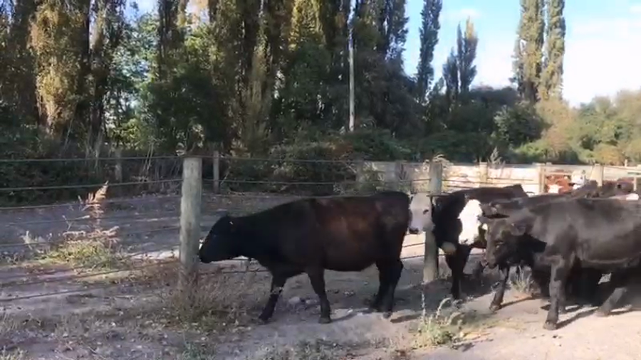 Lote 31 Vaquilla Engorda en Los Ángeles, VIII Región Biobío