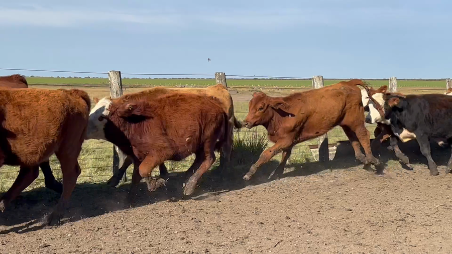 Lote 50 Terneros en Entre Ríos, San Jaime