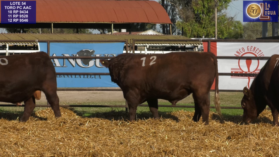Lote TOROS ANGUS COLORADOS PC