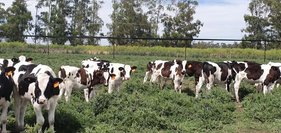 Lote 65 Terneros en Tandil, Buenos Aires