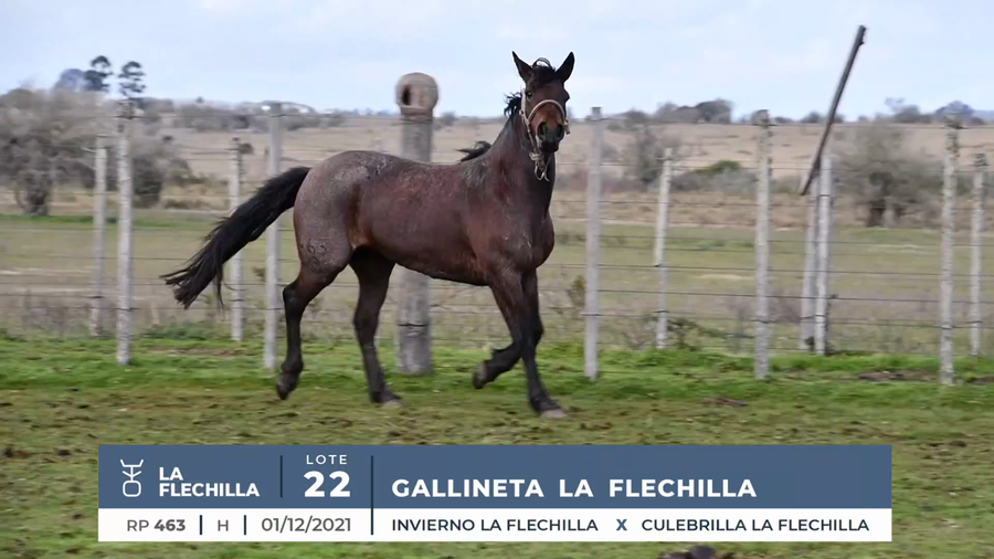 Lote GALLINETA LA FLECHILLA