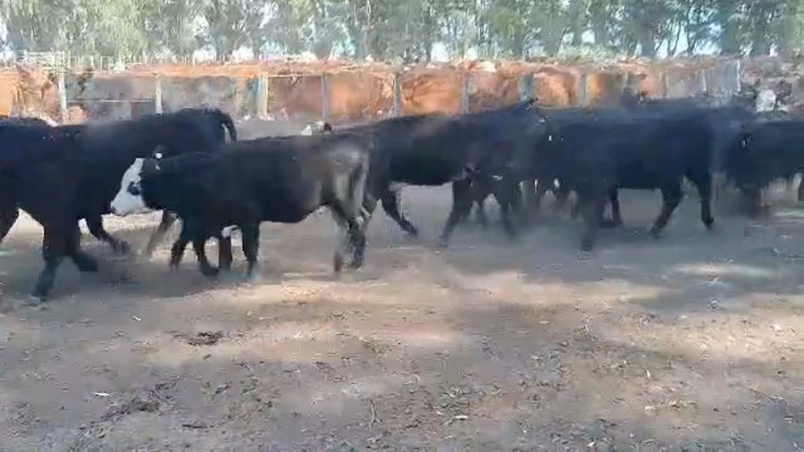 Lote 100 Terneros