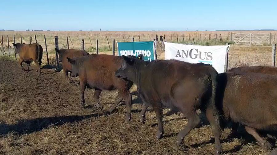 Lote 30 Vaquillonas EN ARBOLEDAS