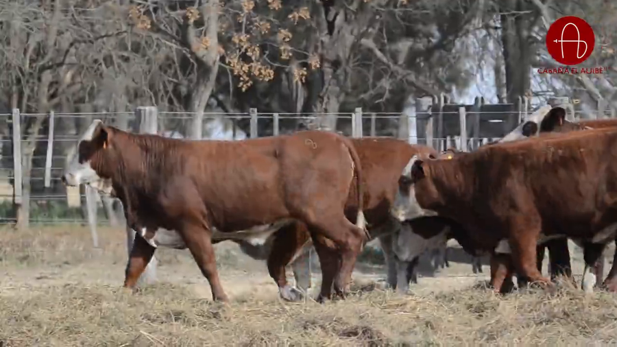 Lote VAQUILLONAS BRAFORD GENERACIONES INTERMEDIAS