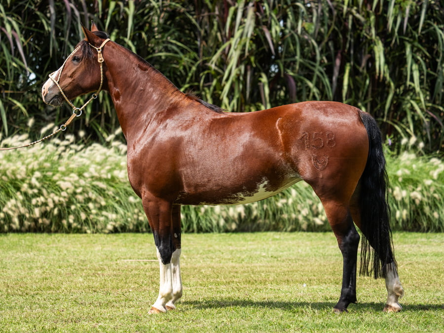 Lote Guirita Hora Certa