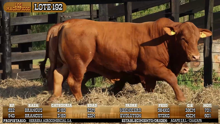 Lote LOTE 192 - VIVO