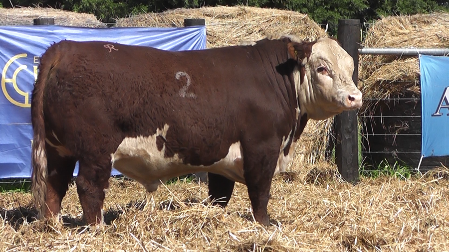 Lote TOROS P. HEREFORD PURO REGISTRADO